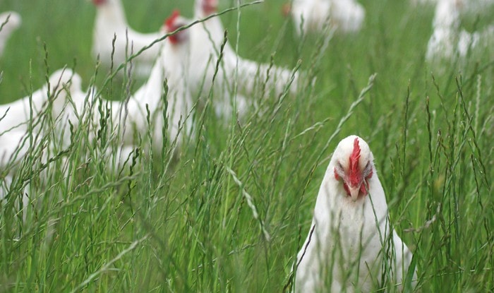 Organic chickens hens
