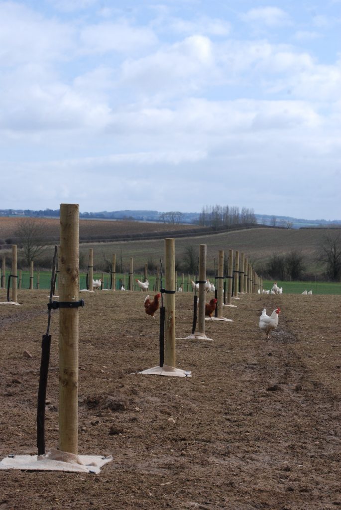 Hens in field