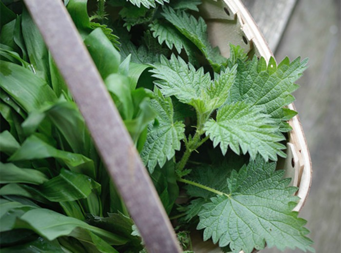 Nettle-Gnocchicopy