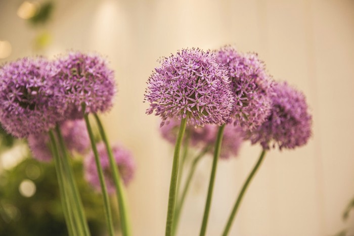 Garden flowers