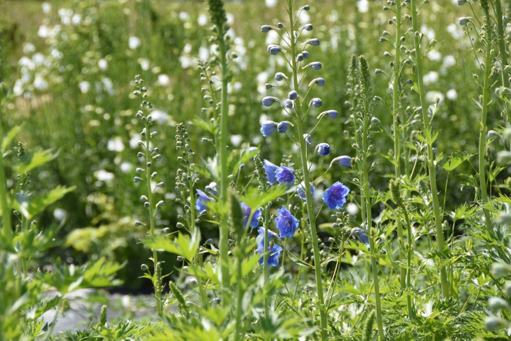 Blue flowers