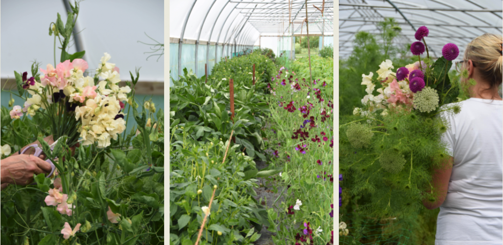 Greenhouse flowers