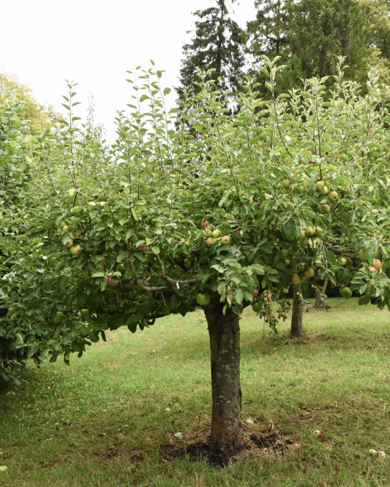 The Story of our Family Apple Tree - Carole Bamford
